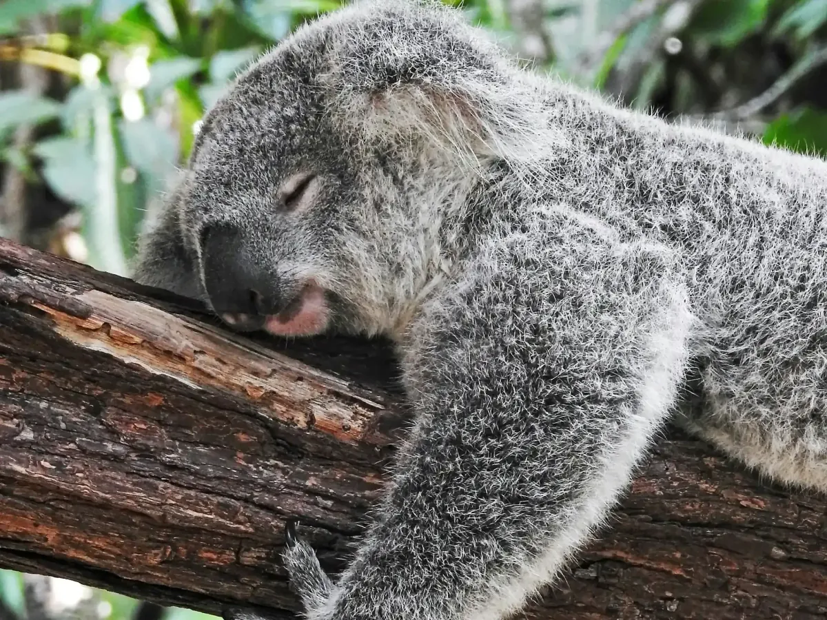 A koala curled up asleep on a tree branch