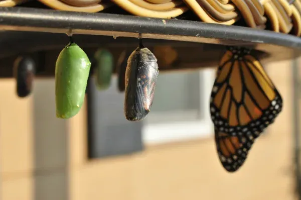 A butterfly in its chrysalis, about to emerge