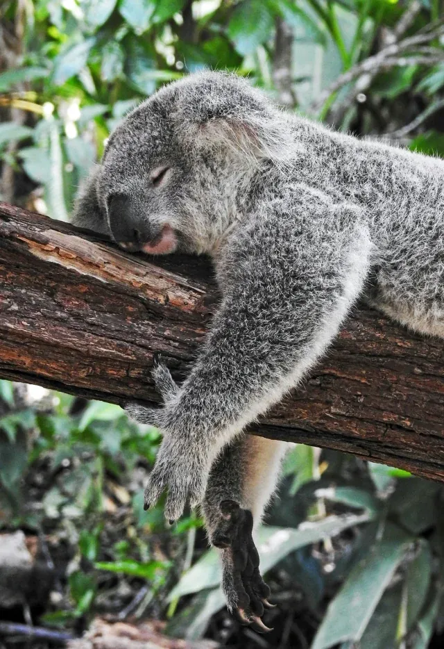 A koala curled up asleep on a tree branch